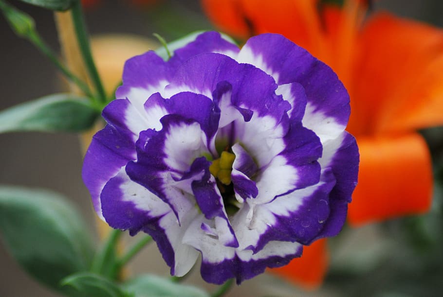 flower, nature, flora, flowering plant, petal, beauty in nature HD wallpaper