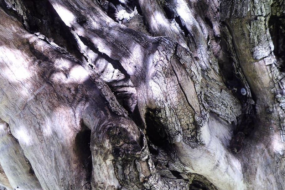 tree bark, trunk, nature, tree trunk, textured, no people, rough HD wallpaper