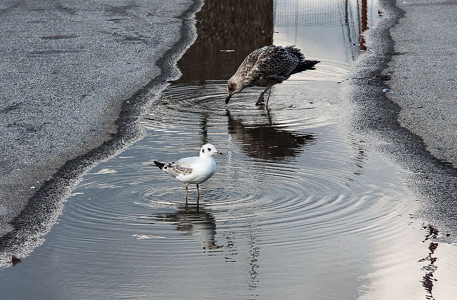 puddle, gulls, water, rain, bird, animals in the wild, animal wildlife HD wallpaper