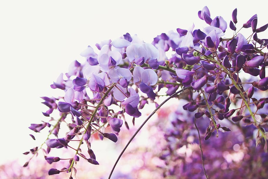 tilt shift lens photography of purple flowers, purple flower blossoms selective focal photo HD wallpaper
