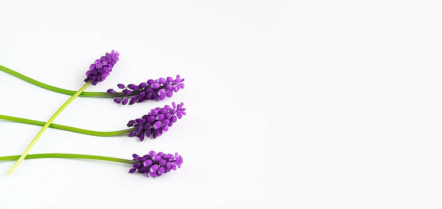 purple flowers, grape-hyacinth, spring, muscari, three, pointed flower, HD wallpaper