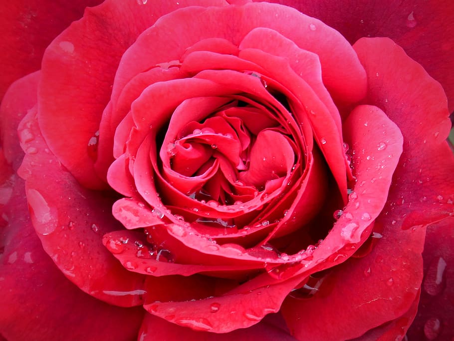 rosa, red rose, drops, rocio, flower, freshness, detail, flowering plant HD wallpaper