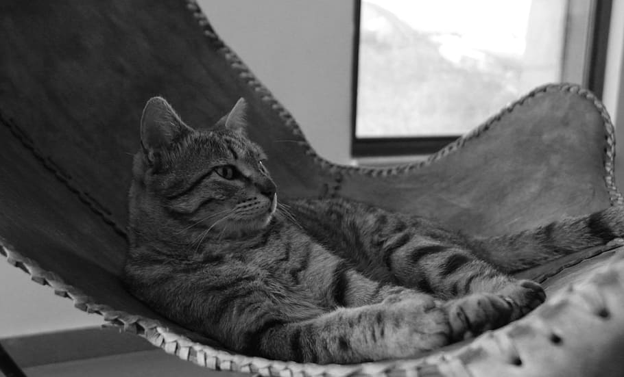silver tabby cat on rocking pet bed, siting, animal, cute, domestic HD wallpaper