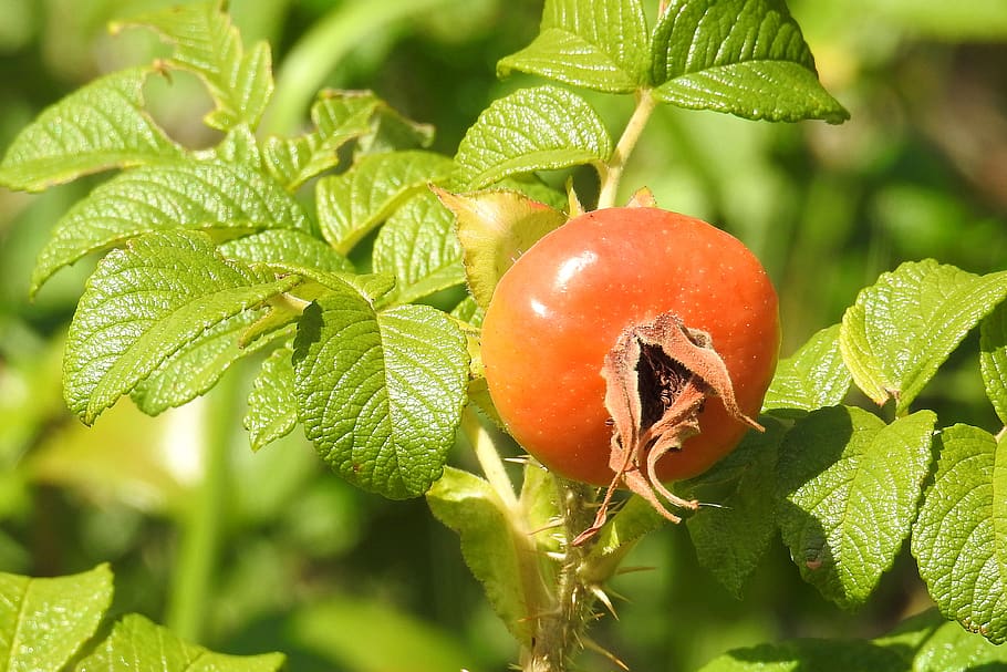 rose, potato rose, fruit, red, bush, summer, food, food and drink, HD wallpaper