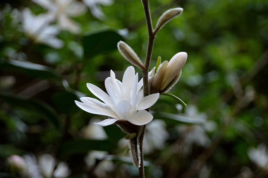 HD wallpaper: magnolias, flowers, white flowers, spring, tree, nature ...