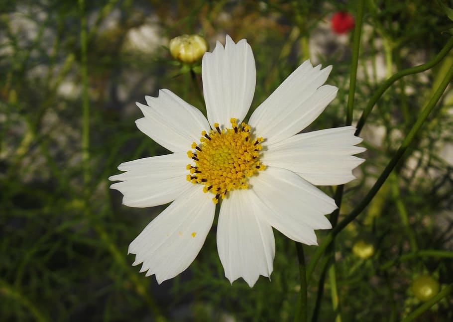 Flower, Cosmos, Macro, Close, Greens, garden, nature, turkey HD wallpaper