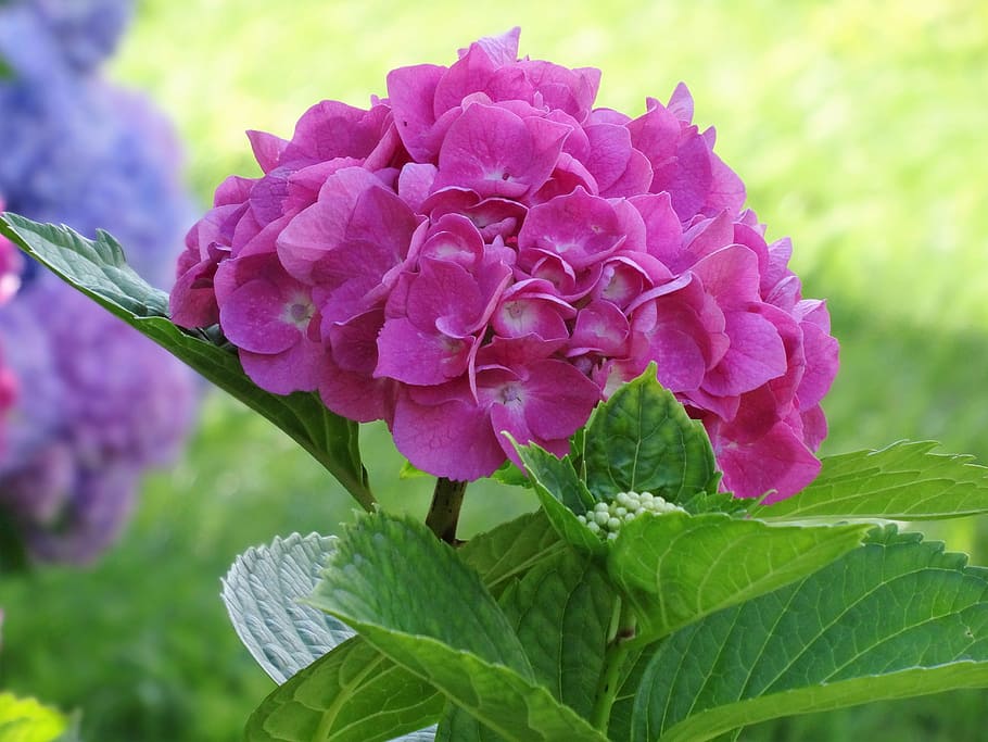 hydrangea, pink flower, flowering plant, vulnerability, fragility HD wallpaper