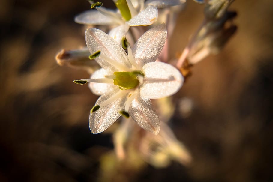 blossom, bloom, sun, light, flower, landscape, close, nature HD wallpaper
