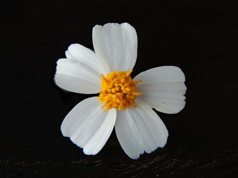 blooming, blossom, spring, floral, plant, flower, natural, petal HD wallpaper