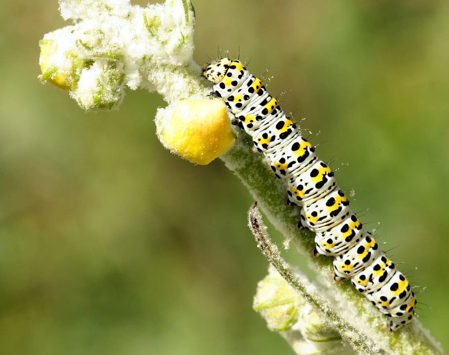 caterpillar, larva, insect, macro, nature, close, pattern, animals in the wild HD wallpaper
