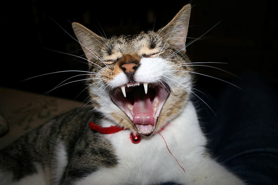 cat, yawning, close-up, animal, animal themes, one animal, mammal HD wallpaper