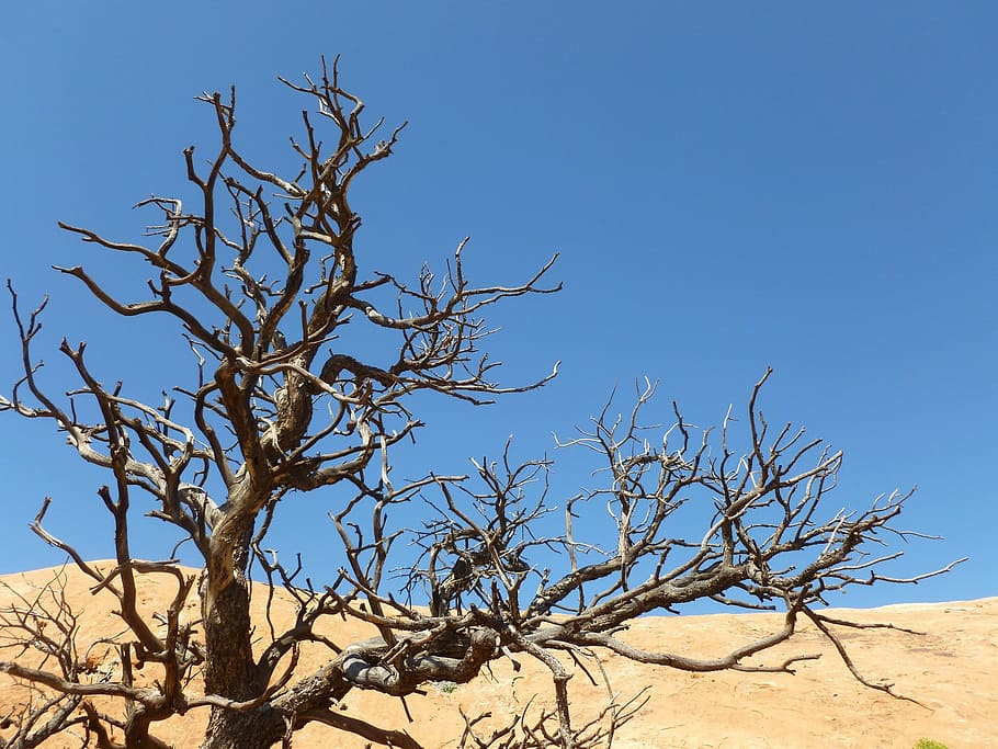 tree, dead, dry, withered, desert, sand, yellow, blue, contrast HD wallpaper