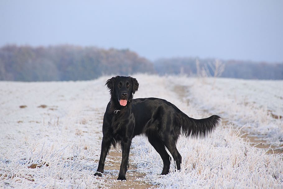 snow, winter, canine, dog, domestic, pets, domestic animals HD wallpaper