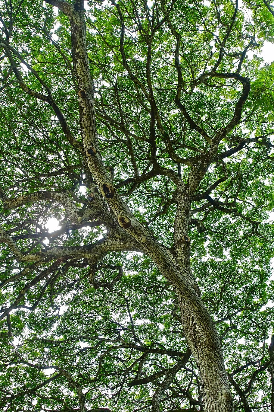 foliage, tree, monkeypod, hawaii, natural, sunlight, branches HD wallpaper