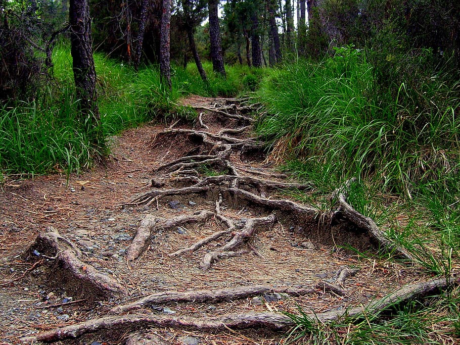 soil pathway surrounded by trees, roots, forest, road, vegetation HD wallpaper