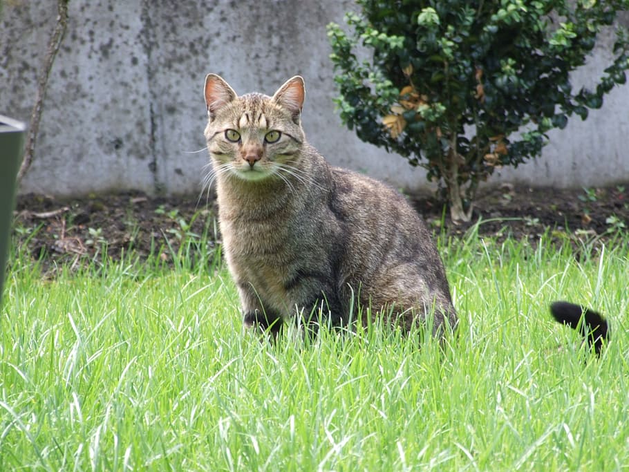Cat, Mackerel, Animal, domestic Cat, pets, nature, cute, outdoors HD wallpaper