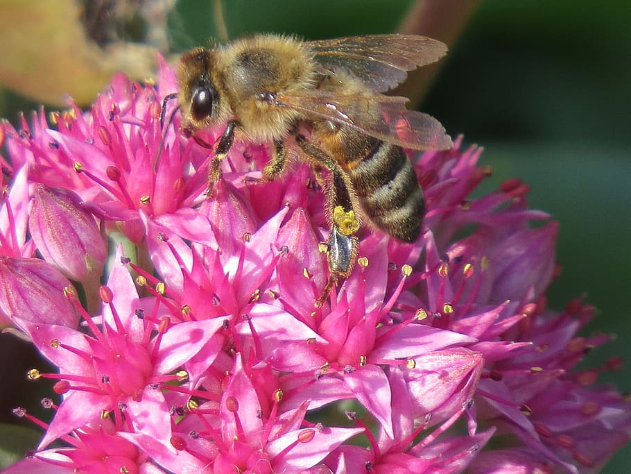 bee, flower, pollination, collect, nectar, pollen, insect, macro HD wallpaper
