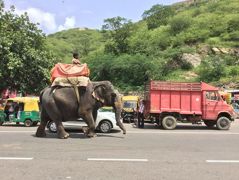 Elephant, Riding, Road, Animal, Ride, asia, nature, travel, HD wallpaper