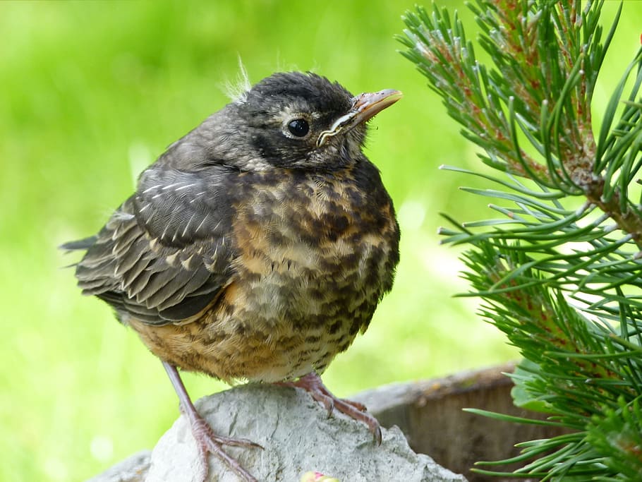 red robin, chick, bird, nature, animal, young, feathered, one animal HD wallpaper