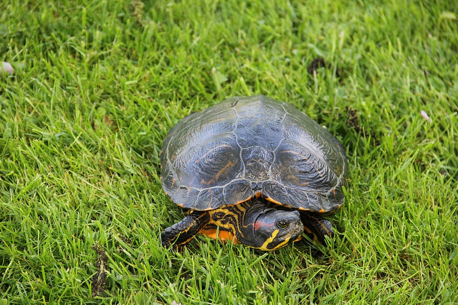 Turtle, Nature, Animals, Grass, Green, one animal, tortoise HD wallpaper