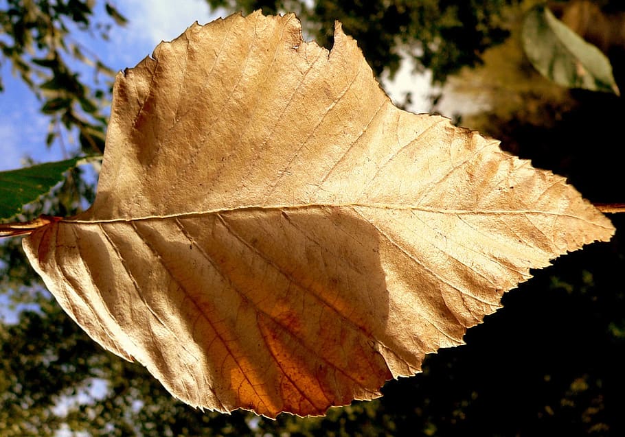 leaf, dry, autumn, tree, fall, flora, foliage, close-up, plant part HD wallpaper