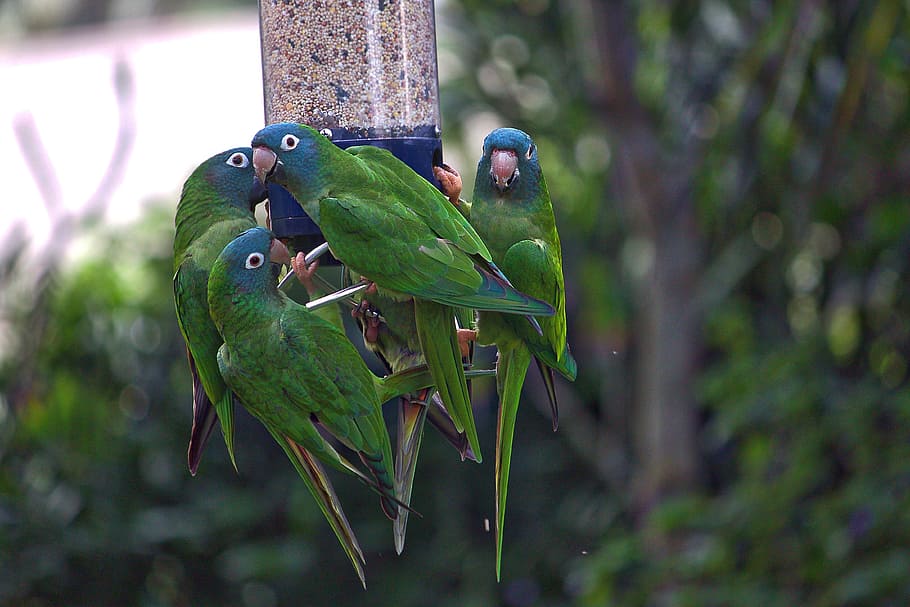Parrot, Bird, Feeder, animals in the wild, animal themes, animal wildlife HD wallpaper