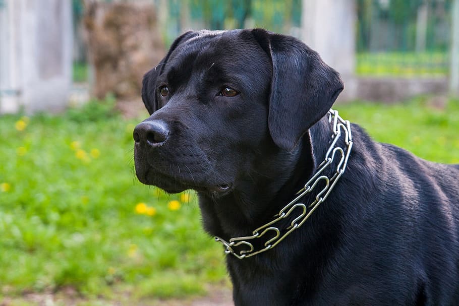adult black Labrador retriever, dog, animals, sam, pets, domestic HD wallpaper