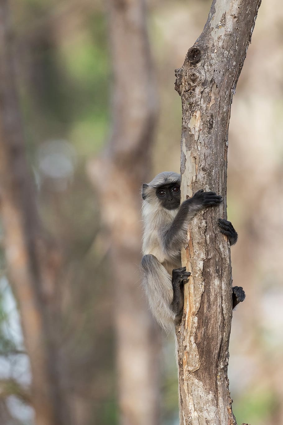 white and black monkey grabbing tree branch, fur, wild, animal wildlife HD wallpaper
