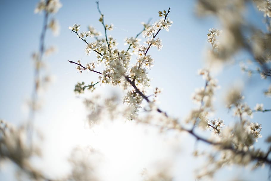 white cluster flowers, white flowers on macro shot, tree, sun HD wallpaper