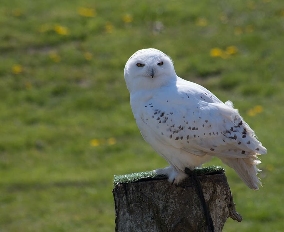 selective focus photography of white and black barn owl perching on tree stomp