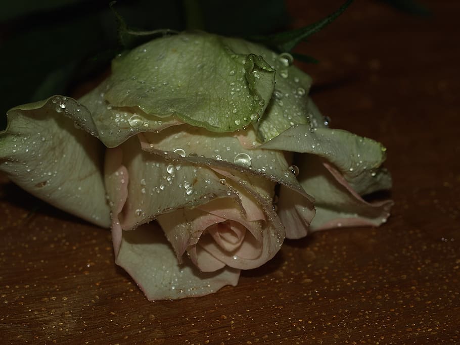 rose, dark, bloom, blossom, close-up, indoors, no people, freshness HD wallpaper