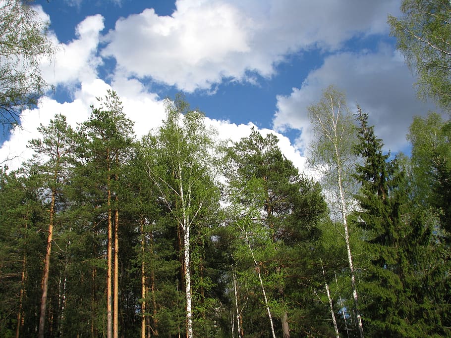 spring, blue sky, clouds, landscape, forest, sun, cumulus clouds HD wallpaper
