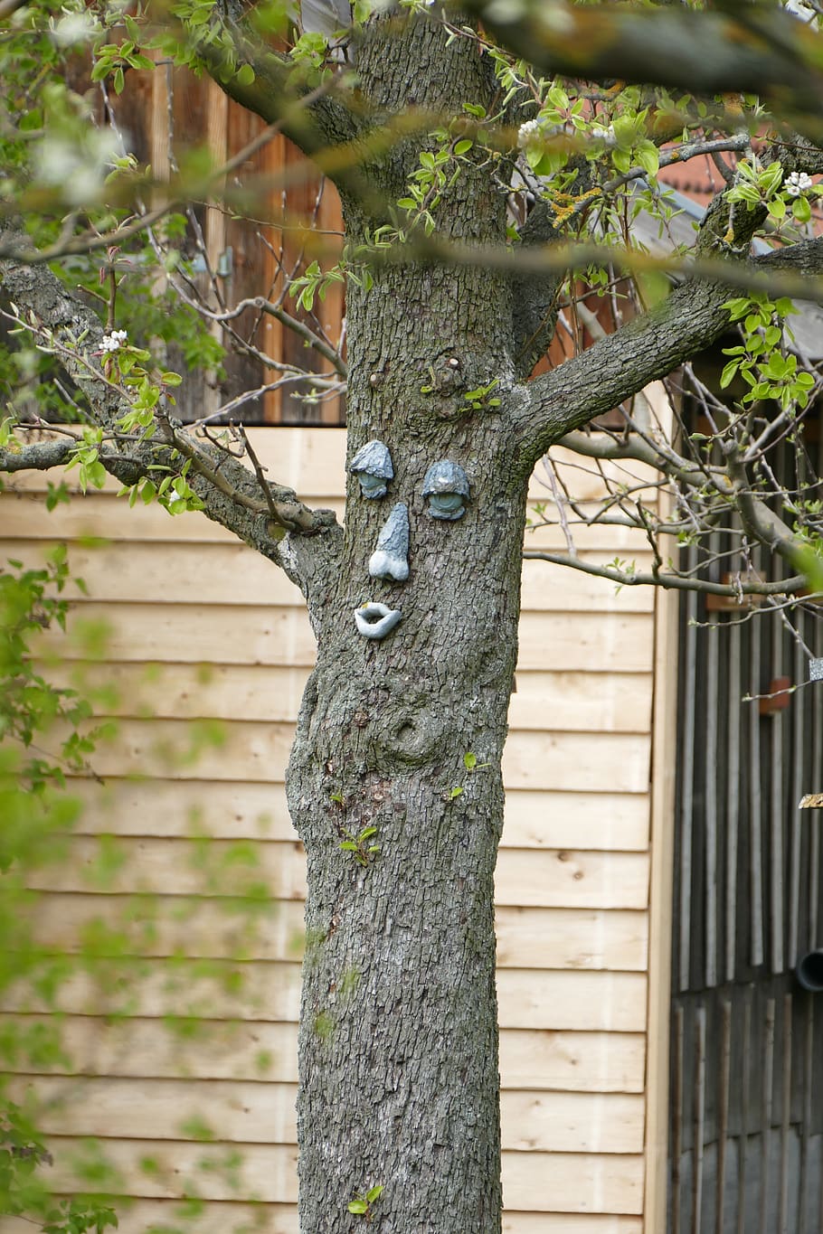 tree face, original, garden, fruit tree, funny, plant, tree trunk HD wallpaper