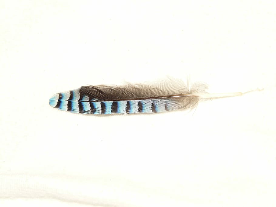 blue and gray striped feather, Spring, Bird, bird feather, jay HD wallpaper