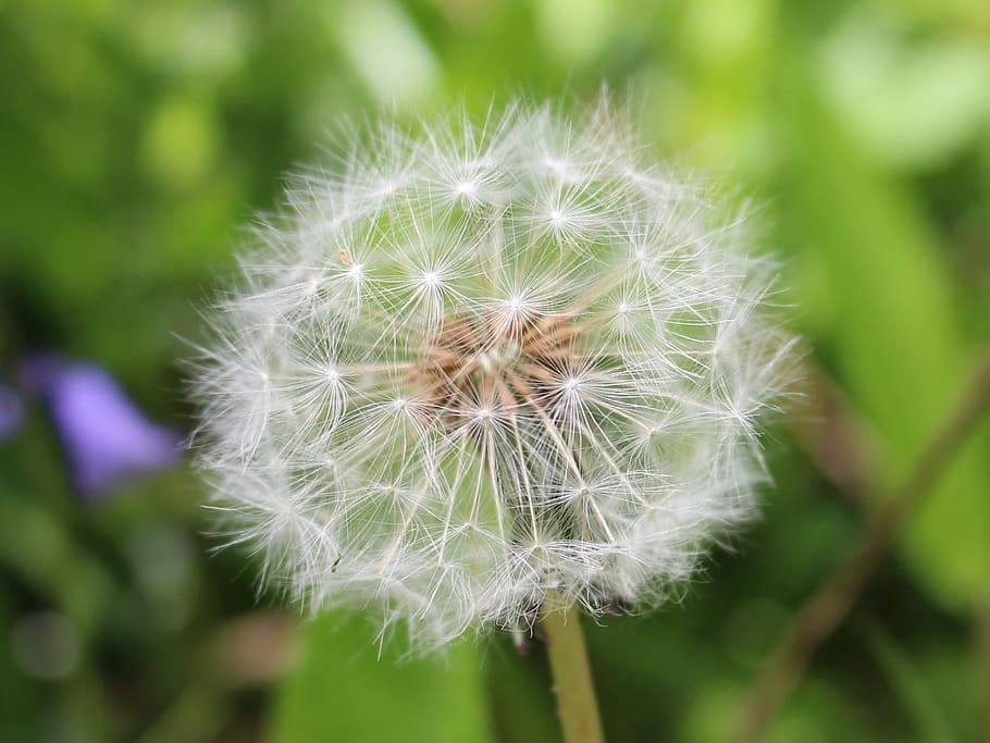 Dandelion, Spring, Wild, Flora, Nature, flower, fragility, growth HD wallpaper