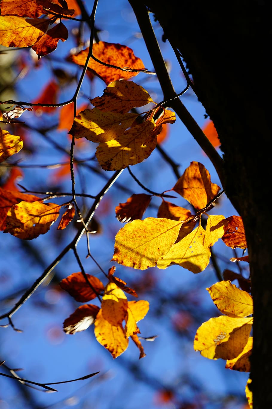 autumn, fall foliage, leaves, beech, fall color, herbstimpression HD wallpaper
