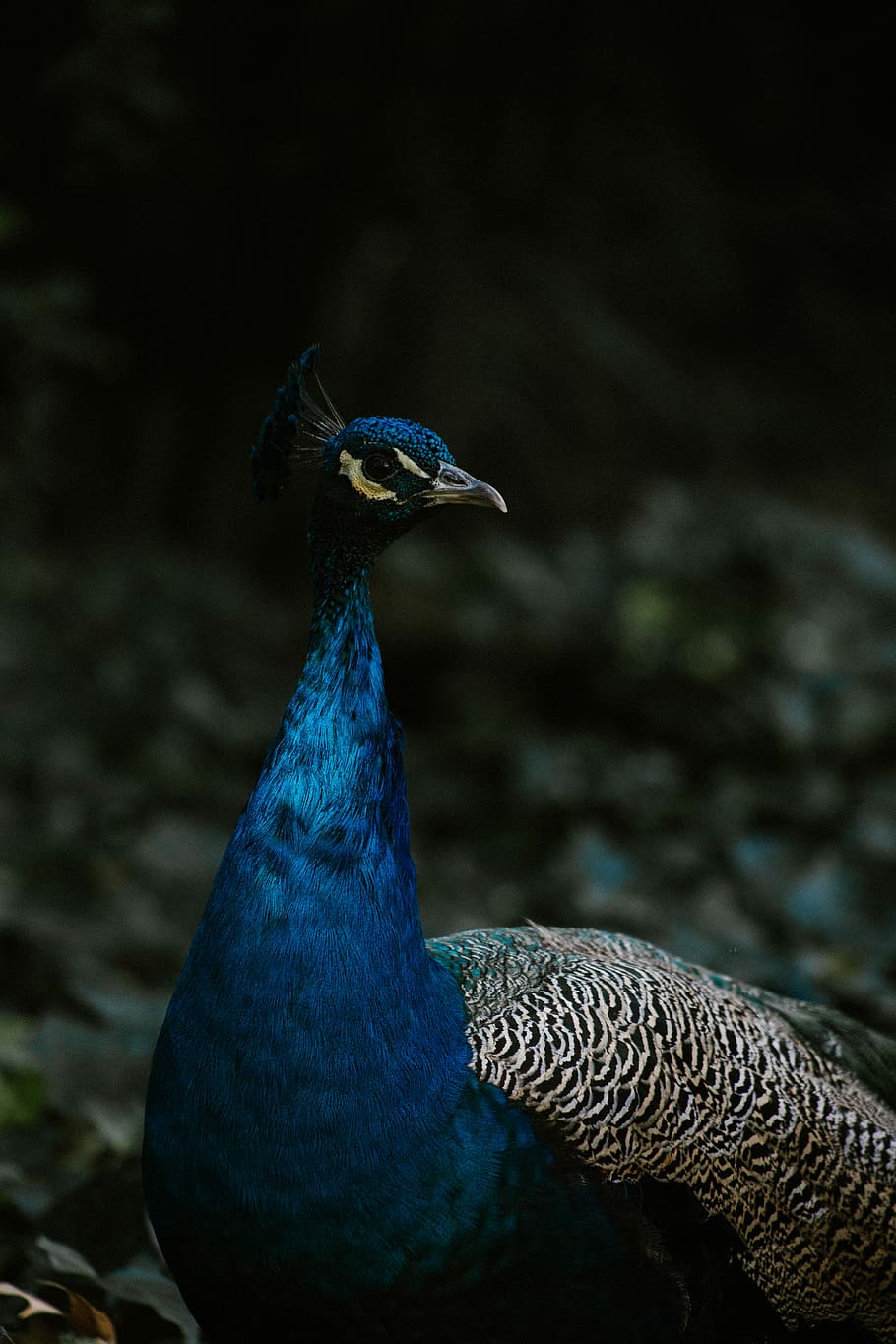 selective photography of peacock, tilt shift lens photography of teal and gray peacock HD wallpaper