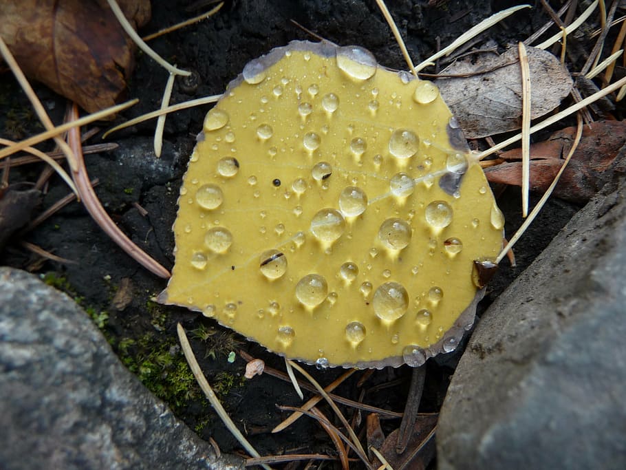 aspen leaf, dew, fall, yellow, nature, wet, close-up, no people HD wallpaper