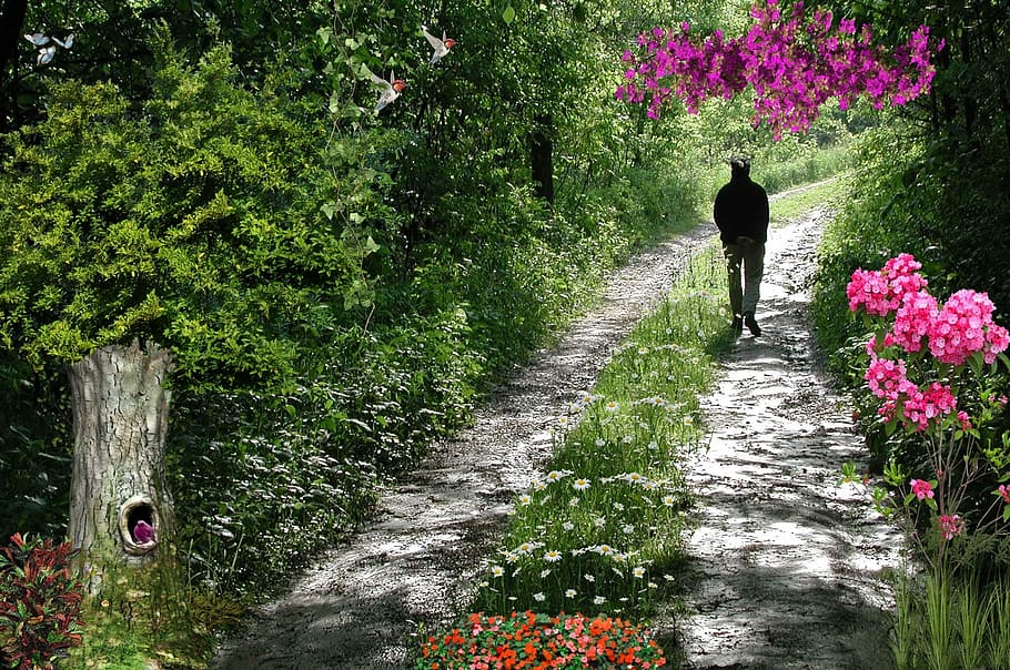 Path, Road, Florida, nature, outdoors, tree, day, plant, one person HD wallpaper