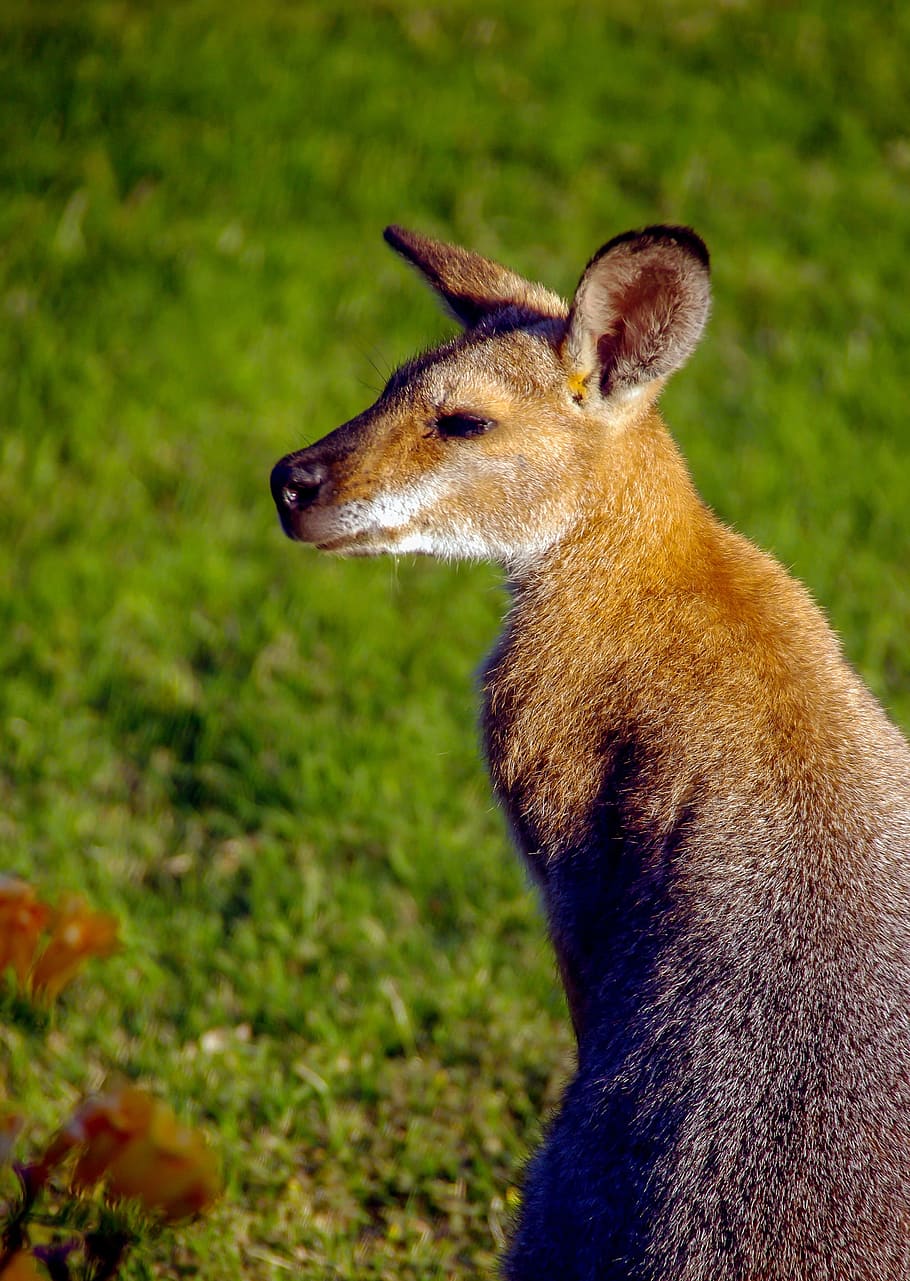 brown kangaroo on focus photo, wallaby, rednecked wallaby, ears, HD wallpaper