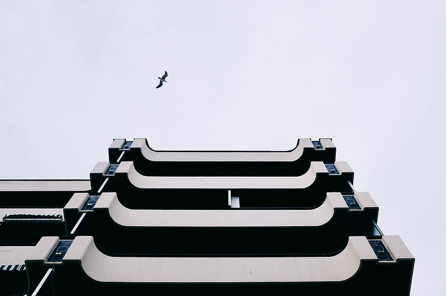 low angle photography of soaring eagle above building, bottom view of white concrete building HD wallpaper
