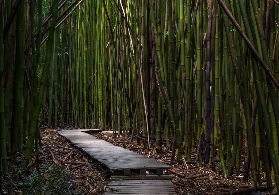gray wooden pathway in between bamboos, bamboo trees, dock HD wallpaper