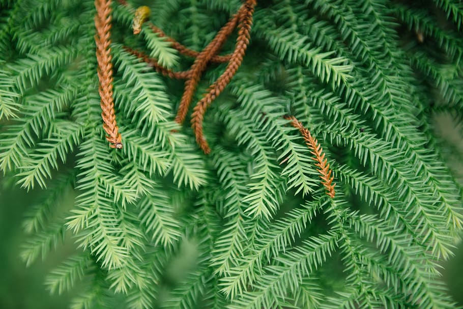 macro shot photography of green leaved plant, shallow focus photography of pine leaves HD wallpaper