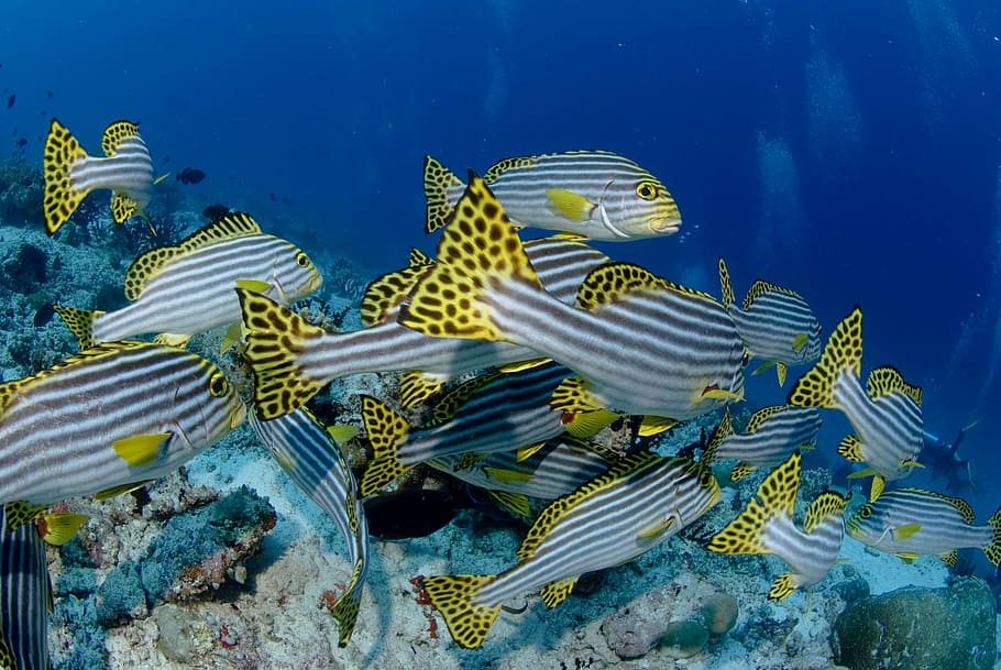 gray and yellow school of fish, diving, color, underwater, undersea HD wallpaper
