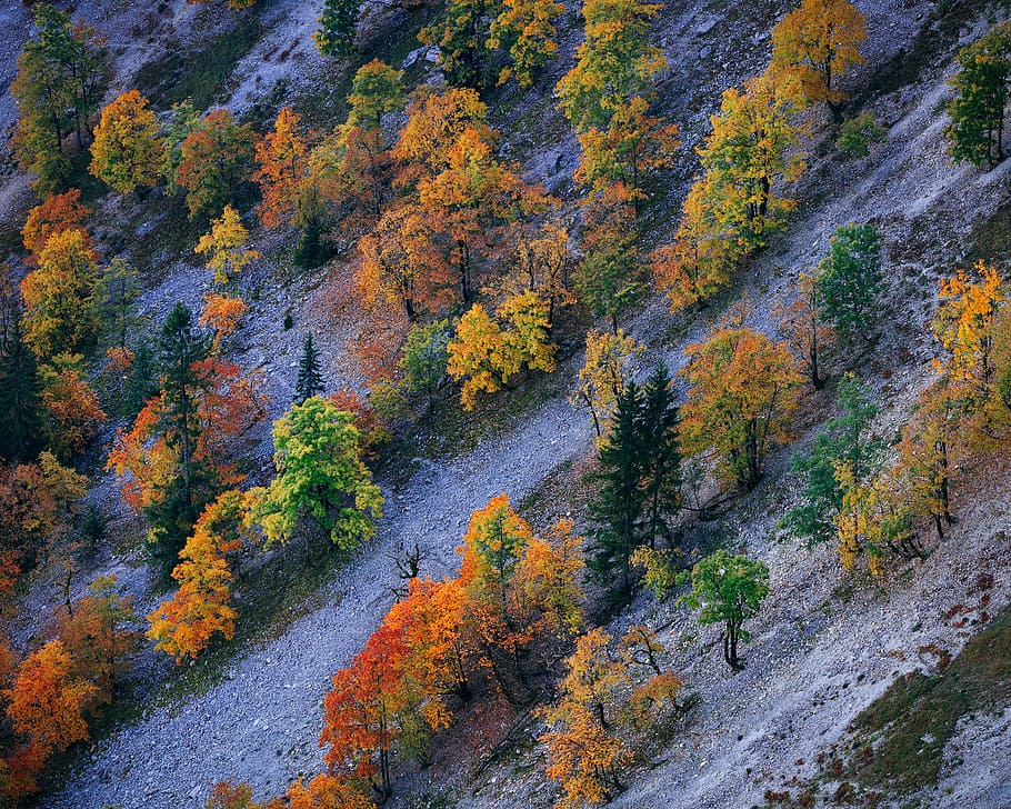 aerial view of slope with yellow and green trees, forest trees