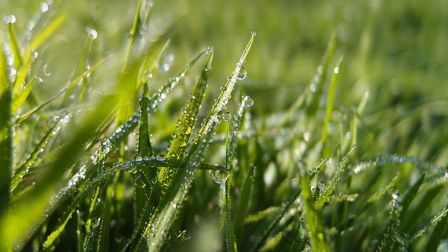 grass, macro, lawn, green, plant, green color, agriculture HD wallpaper