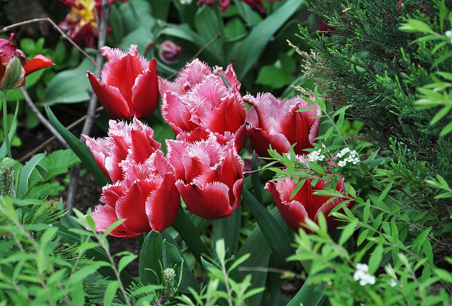 tulip, spring, nature, flower, floral, natural, blossom, pink HD wallpaper