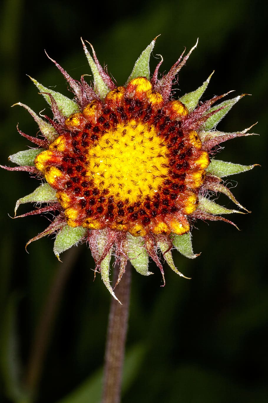Flower, Macro, Color, Yellow, Brown, garden, close, nature HD wallpaper