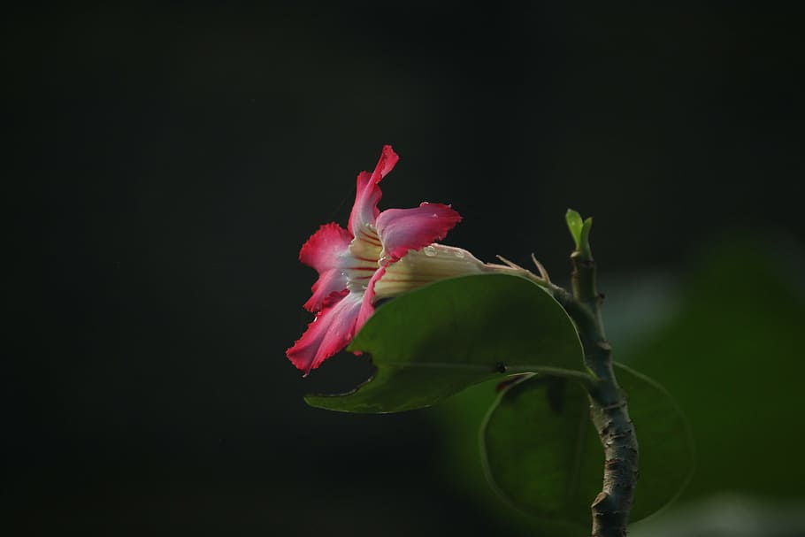 macro, flower, aperture, flowering plant, pink color, beauty in nature HD wallpaper