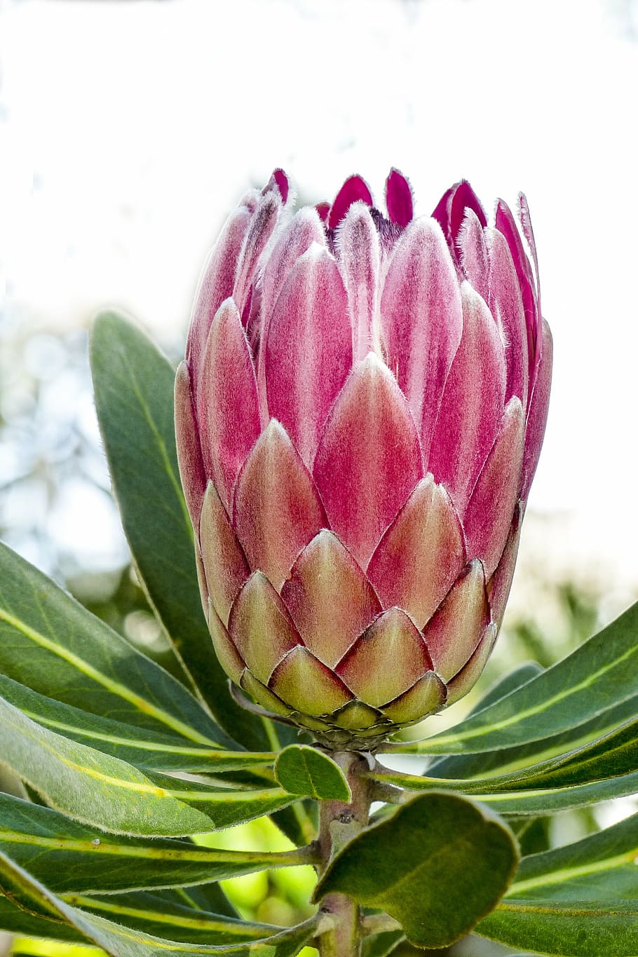 Protea-flower 1080P, 2K, 4K, 5K HD wallpapers free download | Wallpaper Flare